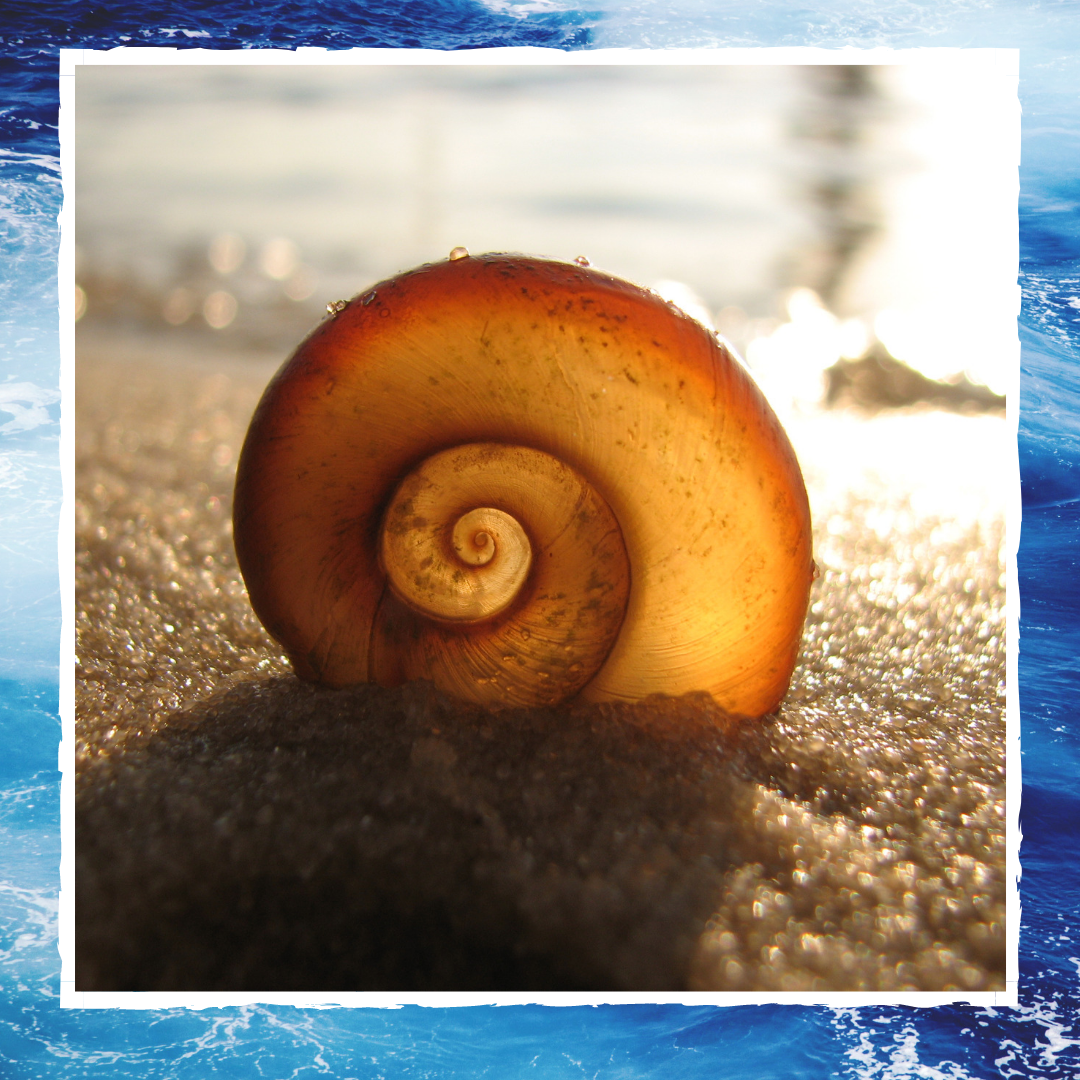 Літо, море, мушлі, перлина