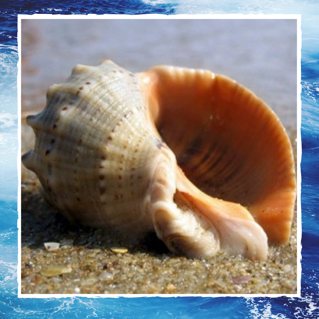 Літо, море, мушлі, перлина, рапан, резонатор