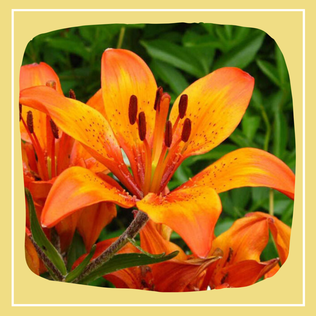 Пайпер Керман "Оранжевый - хит сезона"